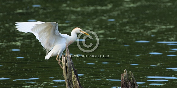 Cattle Egret landing