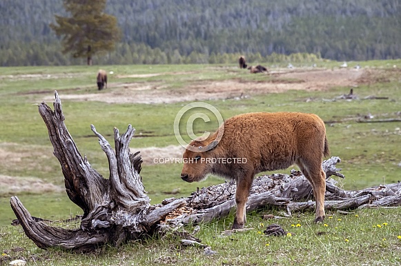 Bison Calf in Yellowstone National Park