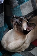 Siamese Domesticated Cat