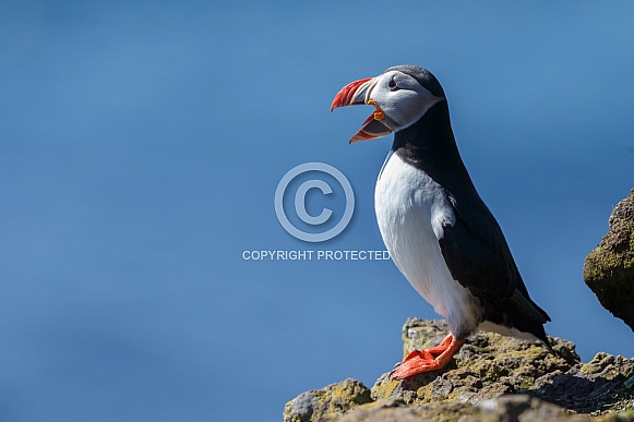 Puffin the birds from the arctic. Puffin the birds from the arctic.