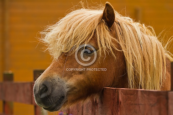 Shetland Pony Portrait Shetland Pony Portrait