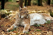 Lying lynx