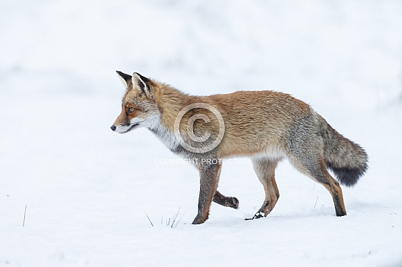 Red fox in Nature