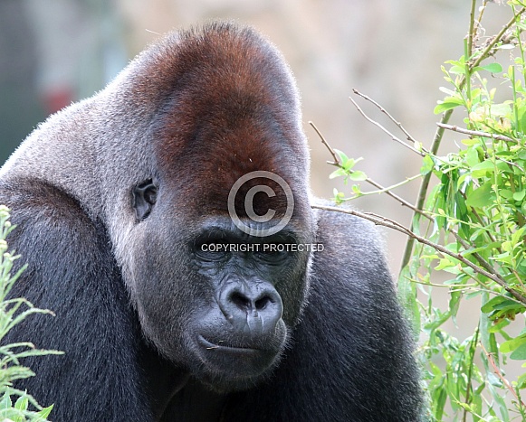 Western lowland Gorilla (Gorilla gorilla gorilla)