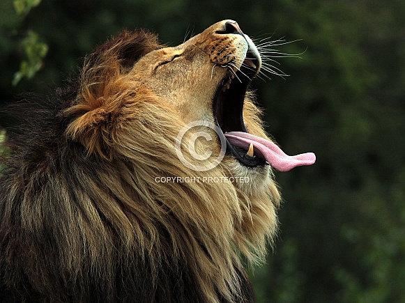 African Lion African Lion