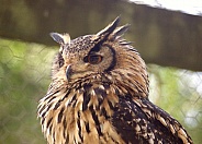 Indian Eagle Owl