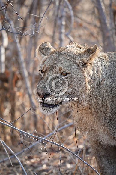 Lion portrait Lion portrait