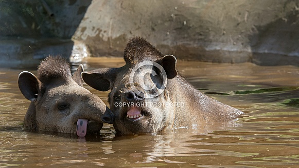 Tapir