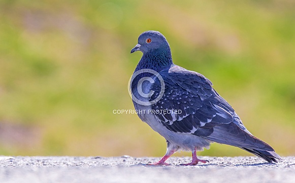 Rock dove Rock dove