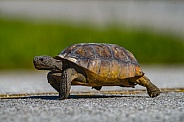 Wild adult Florida gopher tortoise