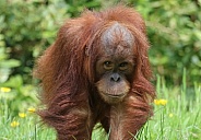 Orangutan