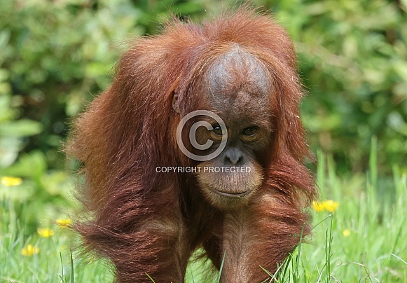 Orangutan