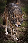 Red Wolf