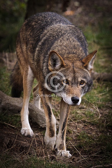 Red Wolf