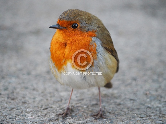 Robin
