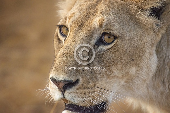 Lioness