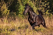 Arabian Horse--Arabian Moves