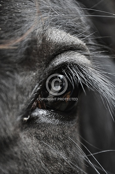 Shire Horse Eye