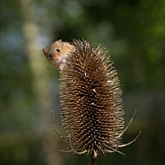 Harvest Mouse