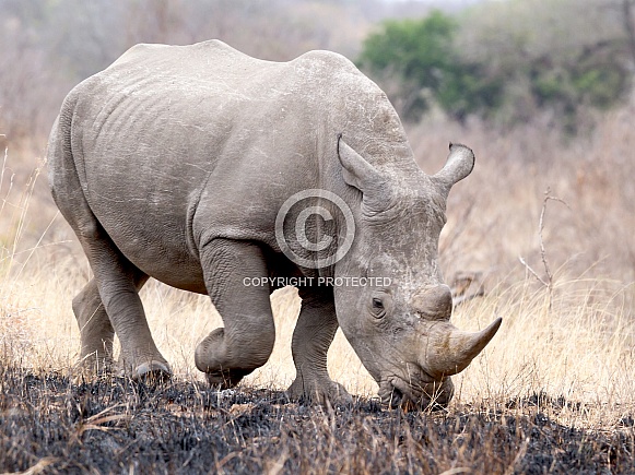 White Rhino White Rhino