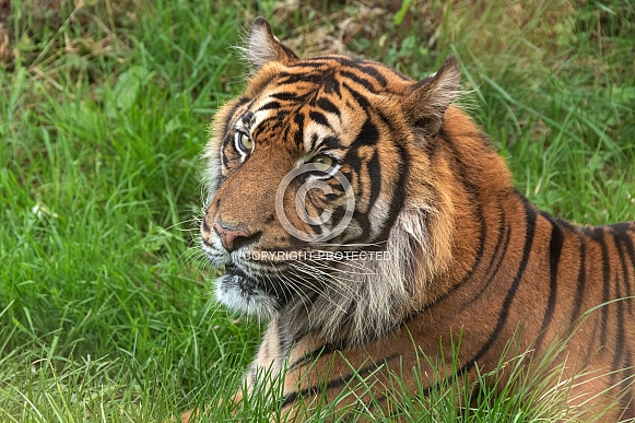 Sumatran Tiger Lying In The Grass