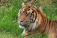 Sumatran Tiger Lying In The Grass