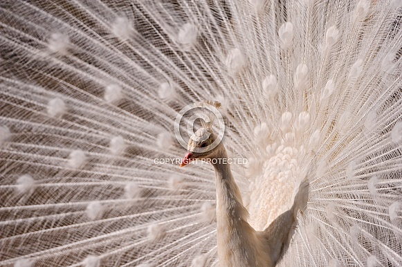 White Peacock White Peacock