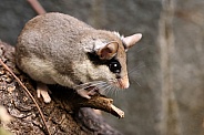 The garden dormouse (Eliomys quercinus)