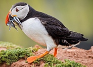 Puffin