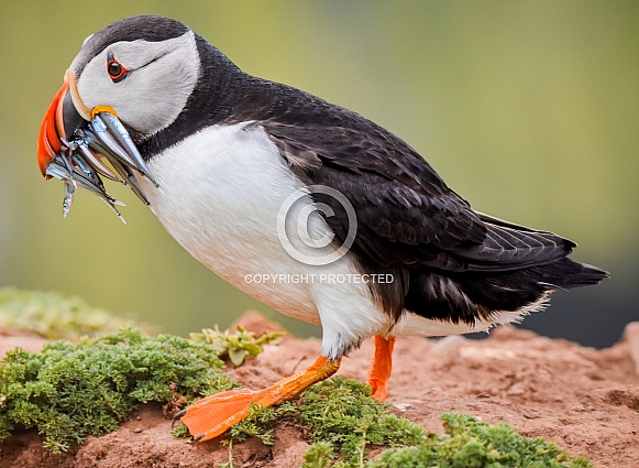 Puffin