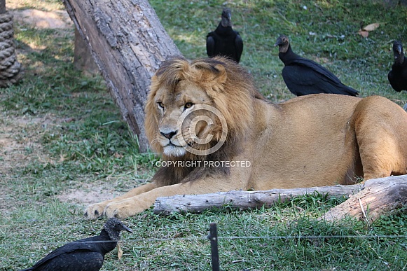 African Lion
