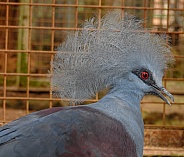 Scheepmaker's Crowned-pigeon