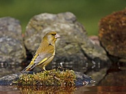 European greenfinch