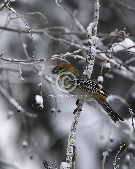 Female Pine Grosbeak Eating Chokecherries Female Pine Grosbeak Eating Chokecherries