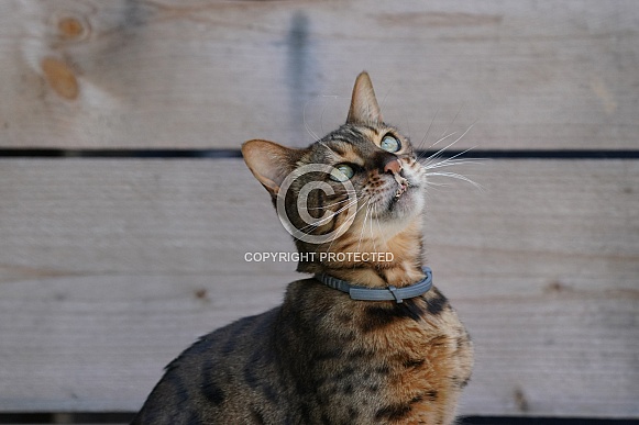 Bengal Cat