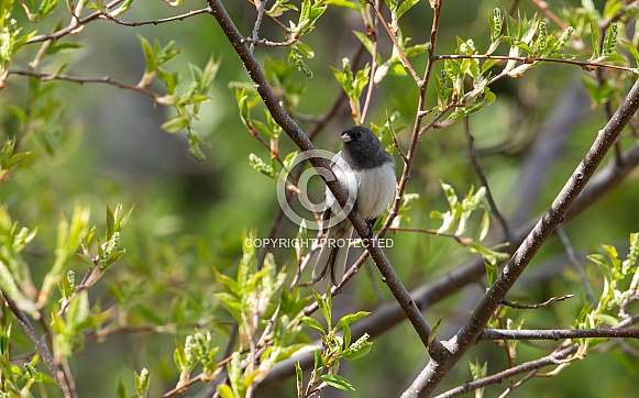 Dark-eyed Junco Dark-eyed Junco