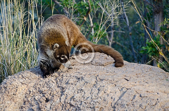 Coatimundi Coatimundi