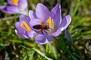 Honey bee covered in yellow pollen foraging a crocus flower