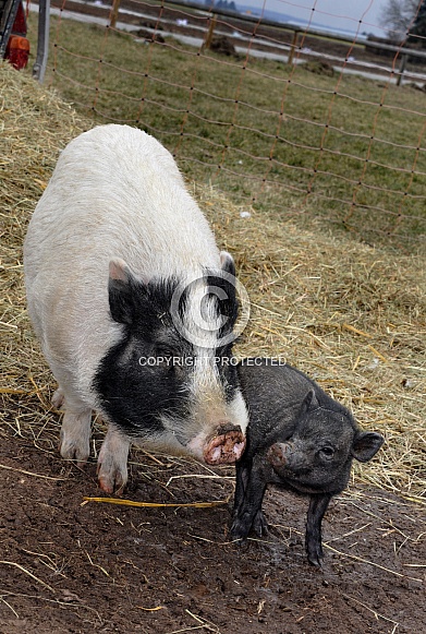 Miniature Pigs Miniature Pigs