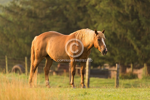 Palomino Horse Palomino Horse