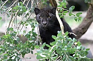 jaguar (panthera onca)