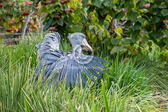 Shoebill Stork Shoebill Stork