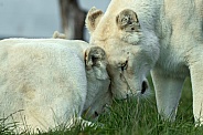 Female White Lions Head Rubbing Affectionately