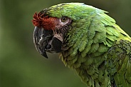 Red Fronted Macaw Close Up Face Shot