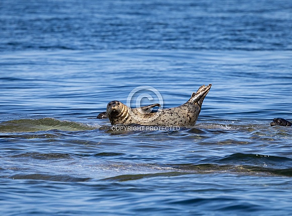Harbor seal on rocks
