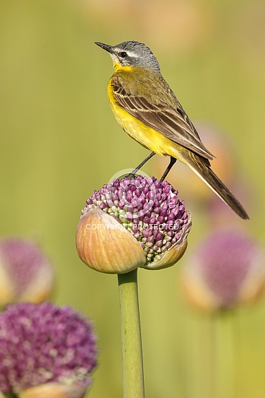 Yellow Wagtail bird Yellow Wagtail bird