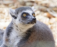 Lemur
