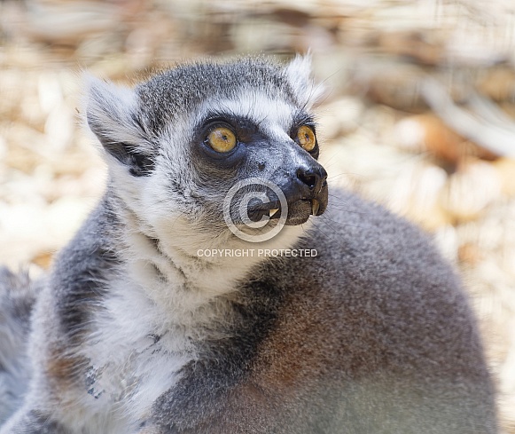 Lemur
