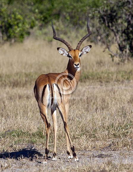 Impala - Botswana Impala - Botswana