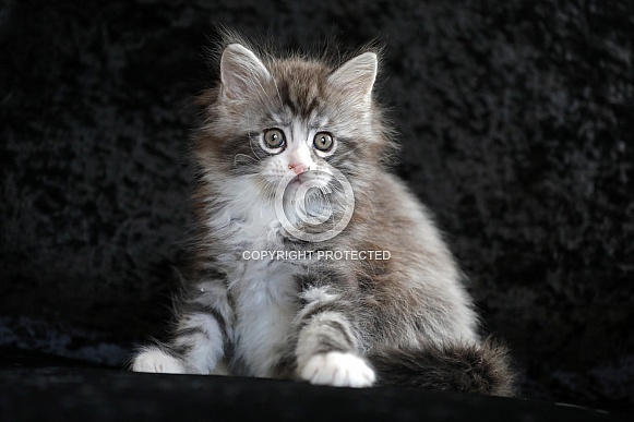 Maine Coon